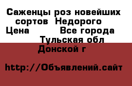 Саженцы роз новейших сортов. Недорого. › Цена ­ 350 - Все города  »    . Тульская обл.,Донской г.